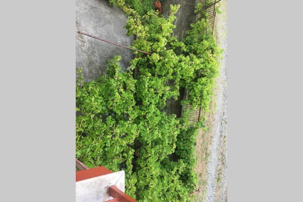 Palioura Eva Apartments מראה חיצוני תמונה